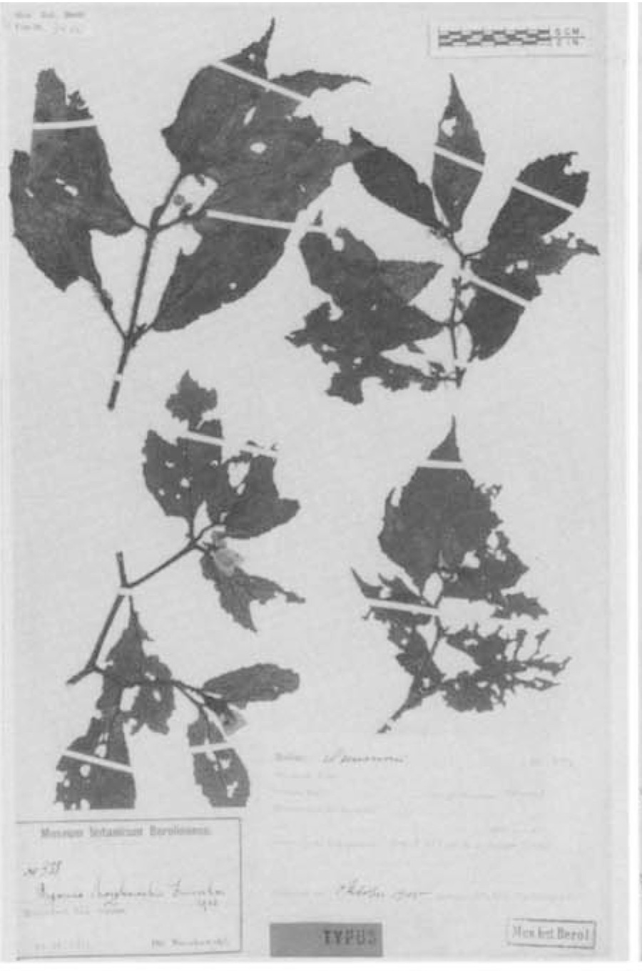 B. moszkowskii